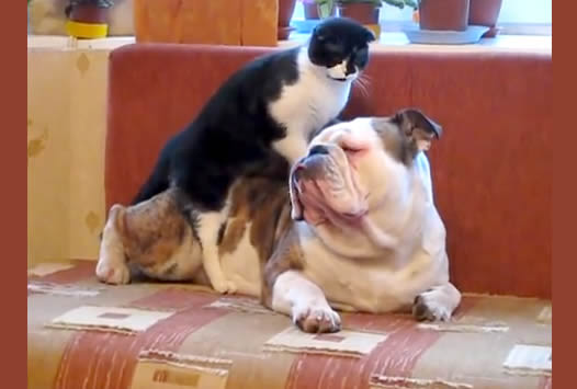 Black and white cat massaging huge bulldog