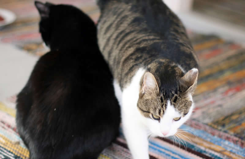 Black cat and fat tabby cat