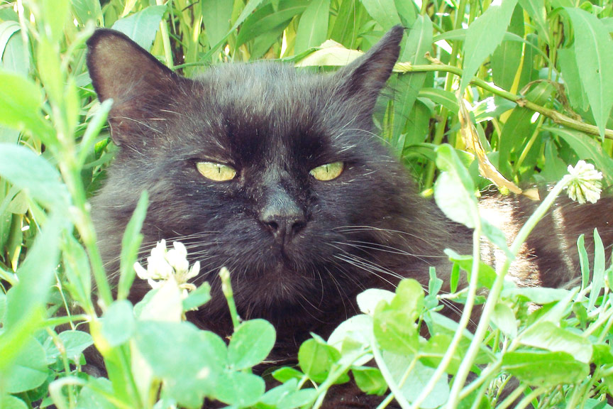 Black cat lays down - green grass leaves - furry - hides