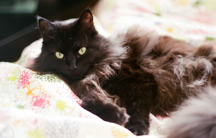Black cat on a bed