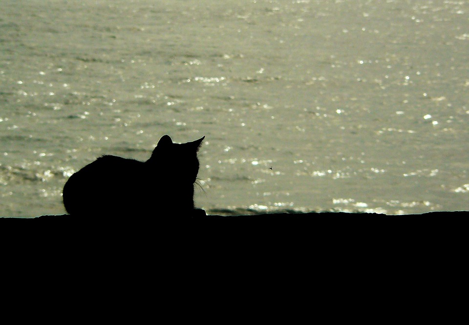 Black Cat Silhouette - Sits Near Sea