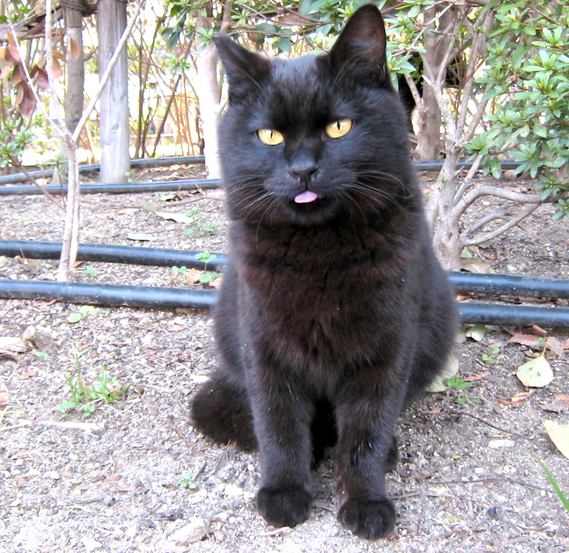Black Cat - Stray - Tongue out - Yellow Eyes - Cat Lover's Pick - Featured in Australian National Cat Magazine Ozzi Cat