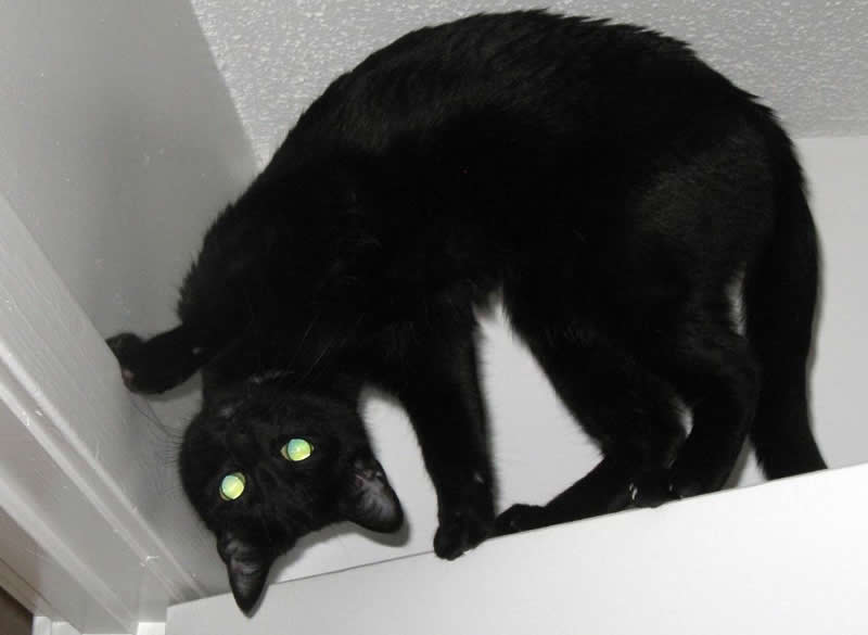 Black cat trick - training a cat