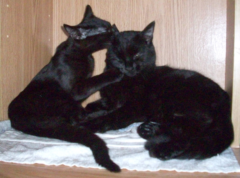 Black kitten grooming and cleaning black cat