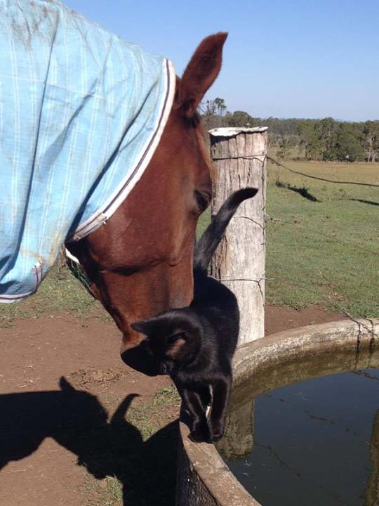 Black rescue cat Morris and horse Champy - Unusual Pet Friendship - Cat Lover's Pick - Featured in Australian National Cat Magazine Ozzi Cat | Where Cats Are Family - Keep Hearts Purring