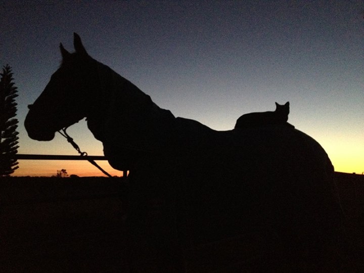 Black rescue cat Morris and horse Champy - Unusual Pet Friendship - Cat Lover's Pick - Featured in Australian National Cat Magazine Ozzi Cat | Where Cats Are Family - Keep Hearts Purring