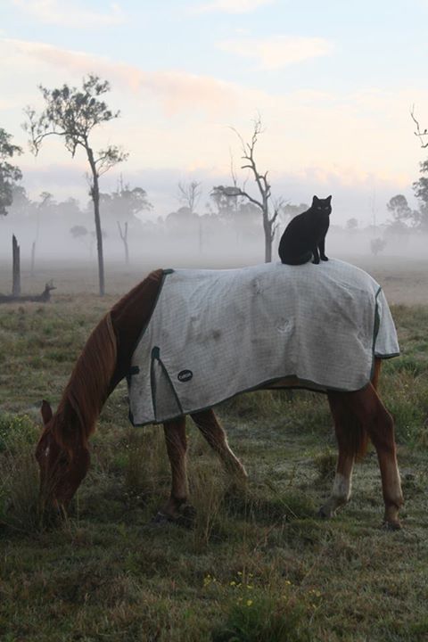 Black rescue cat Morris and horse Champy - Unusual Pet Friendship - Cat Lover's Pick - Featured in Australian National Cat Magazine Ozzi Cat | Where Cats Are Family - Keep Hearts Purring