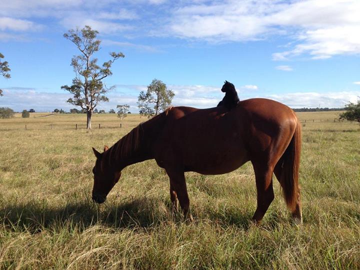 Black rescue cat Morris and horse Champy - Unusual Pet Friendship - Cat Lover's Pick - Featured in Australian National Cat Magazine Ozzi Cat | Where Cats Are Family - Keep Hearts Purring