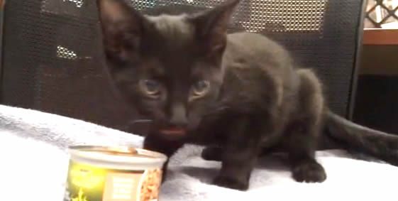 Black shelter kitten talks like turkey - funny sound