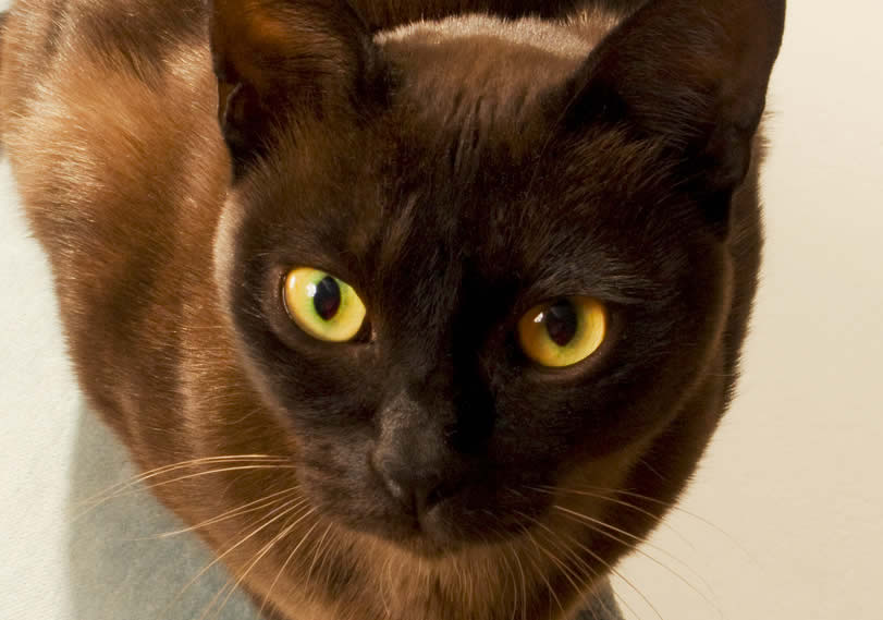 Burmese cat breed