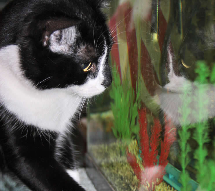 Cat and aquarium