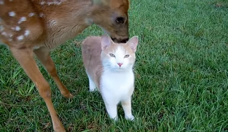 Adorable Friendship Between Ginger Cat And Rescued Baby Deer (Video)