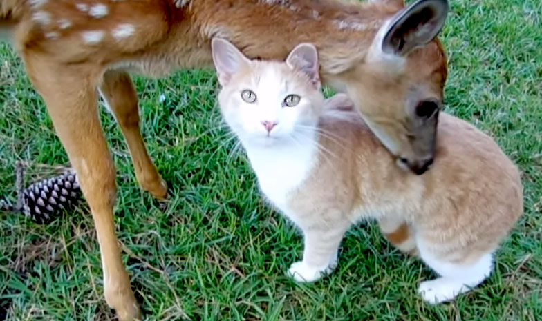 Adorable Friendship Between Ginger Cat And Rescued Baby Deer (Video)