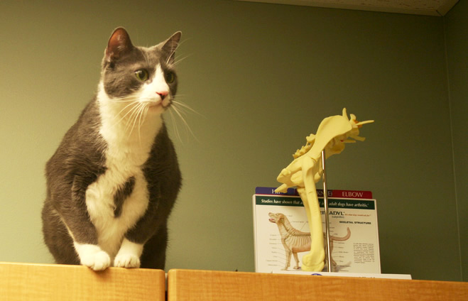 Cat at Veterinary Hospital  | Australian National Cat Magazine - Ozzi Cat