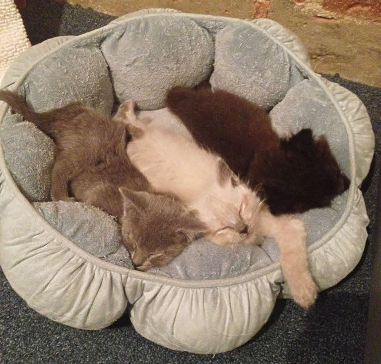 Cat bed - kittens sleeping  | Australian National Cat Magazine - Ozzi Cat