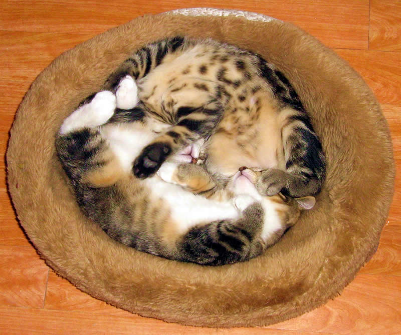 Cat bed - Twirled kittens sleeping | Australian National Cat Magazine - Ozzi Cat