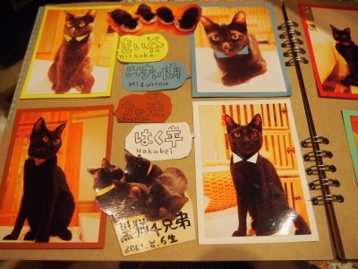 Cat Places - Cat Cafe Nekobiyaka - Black Cat Cm - Japan