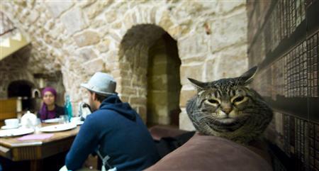Cat lovers enjoy beverages and cats at the "Cafe des Chats" - a cat cafe in Paris.
