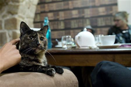 Cat lovers enjoy beverages and cats at the "Cafe des Chats" - a cat cafe in Paris.