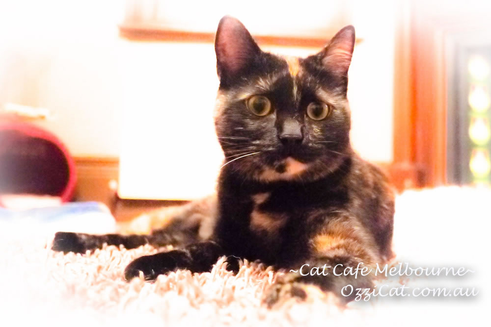 Cat Cafe Melbourne - cat lovers place to visit in Melbourne Australia