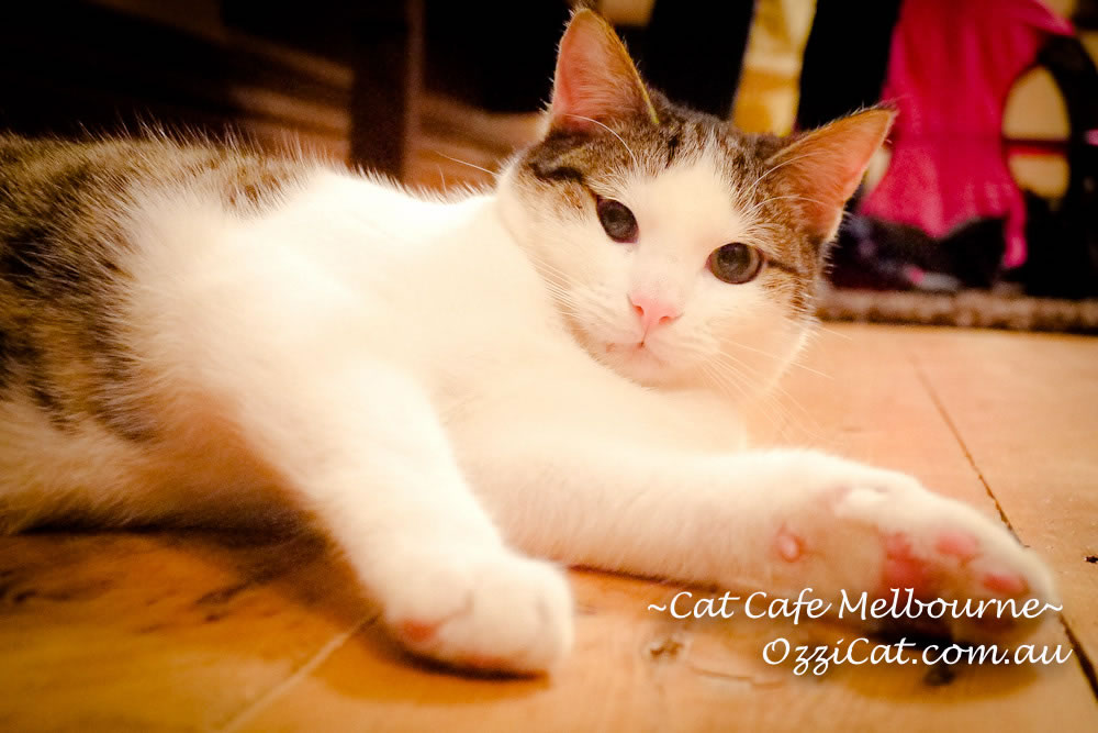 Cat Cafe Melbourne - cat lovers place to visit in Melbourne Australia