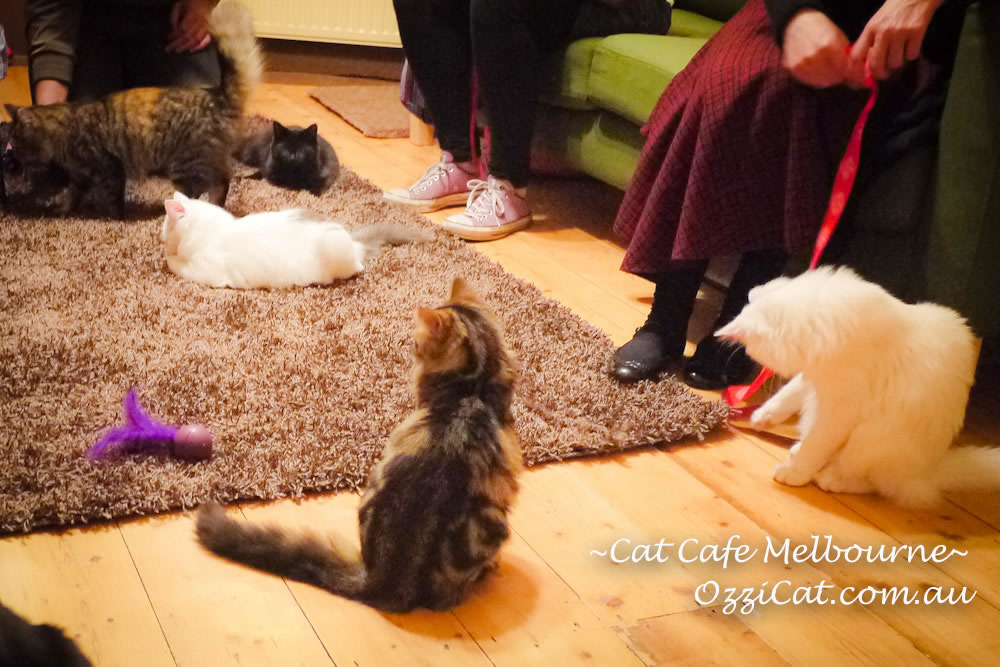 Cat Cafe Melbourne - cat lovers place to visit in Melbourne Australia