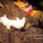 Cat Cafe Melbourne - cat lovers place to visit in Melbourne Australia