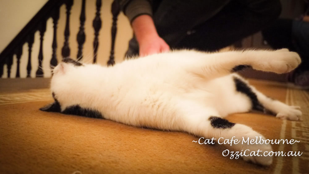 Cat Cafe Melbourne - cat lovers place to visit in Melbourne Australia