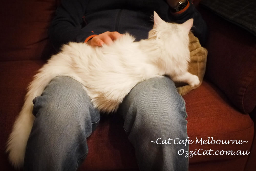 Cat Cafe Melbourne - cat lovers place to visit in Melbourne Australia