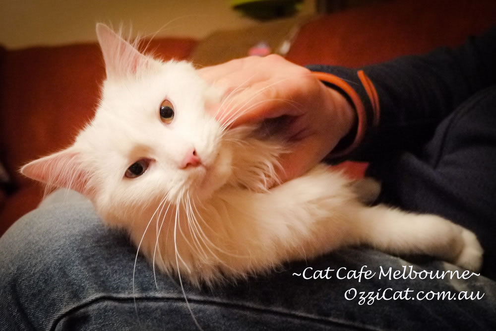 Cat Cafe Melbourne - cat lovers place to visit in Melbourne Australia