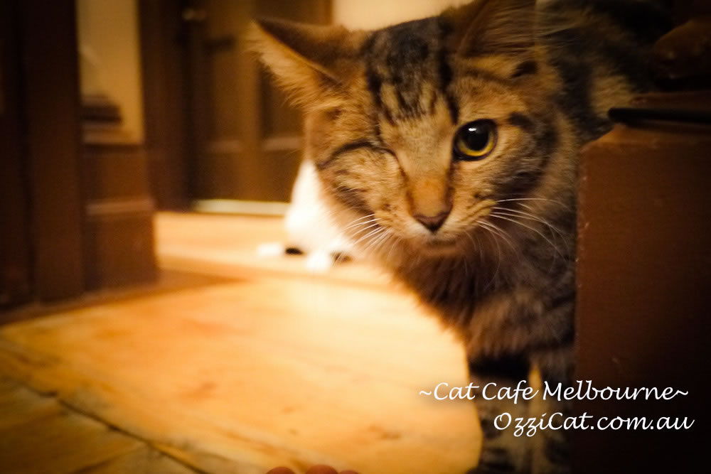 Cat Cafe Melbourne - cat lovers place to visit in Melbourne Australia