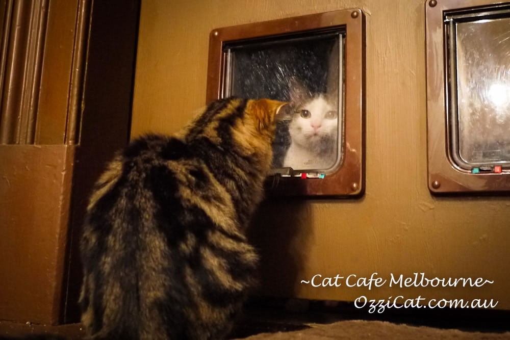 Cat Cafe Melbourne - cat lovers place to visit in Melbourne Australia