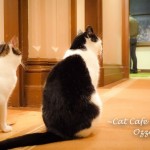 Cat Cafe Melbourne - cat lovers place to visit in Melbourne Australia