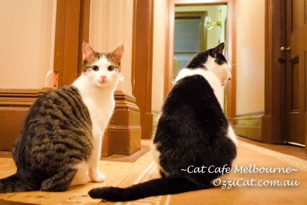 Cat Cafe Melbourne - cat lovers place to visit in Melbourne Australia