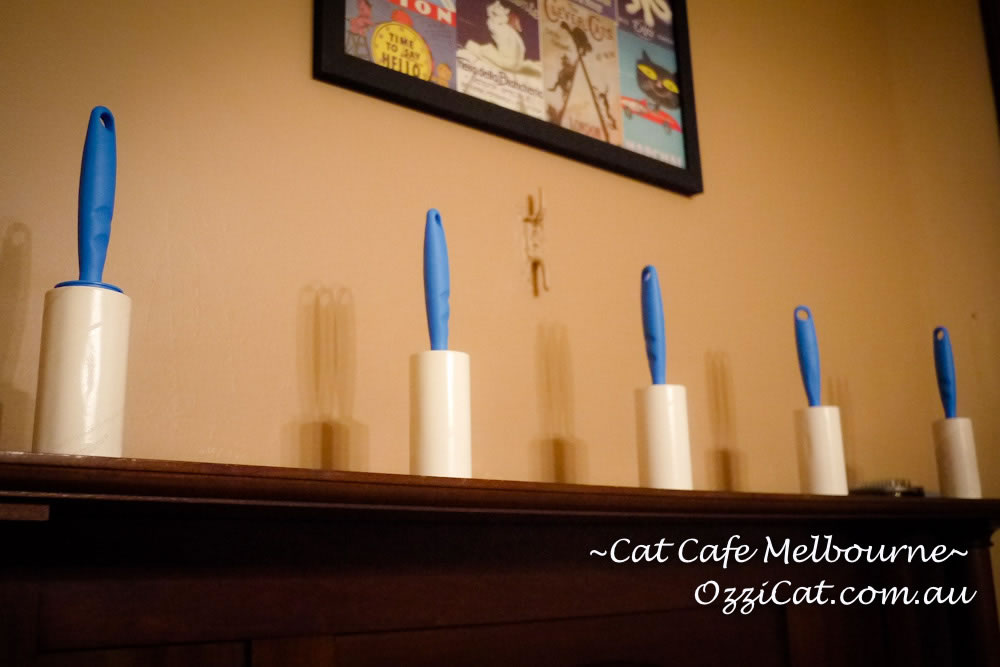 Cat Cafe Melbourne - cat lovers place to visit in Melbourne Australia