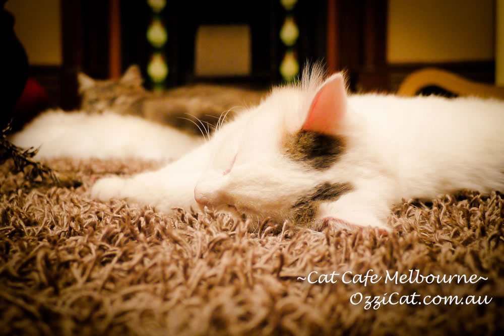 Cat Cafe Melbourne - cat lovers place to visit in Melbourne Australia