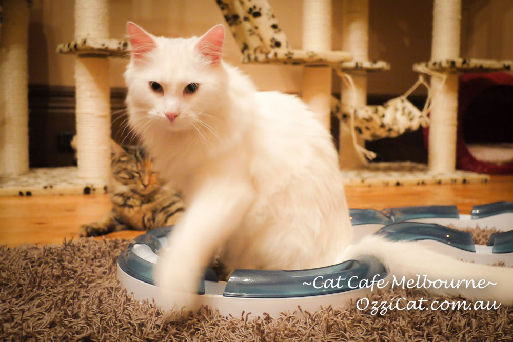 Cat Cafe Melbourne - cat lovers place to visit in Melbourne Australia