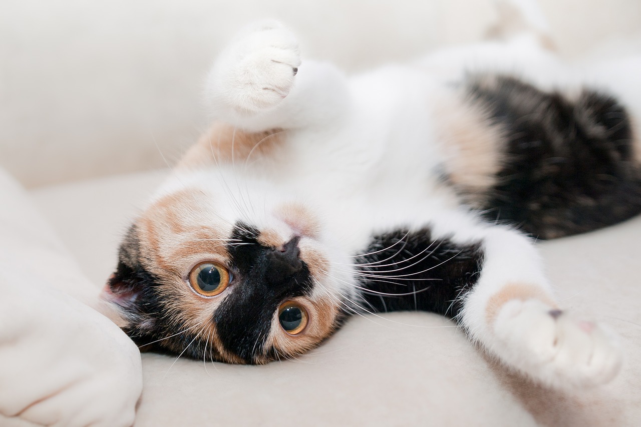 Relaxing Cheeky Cat with Big Eyes