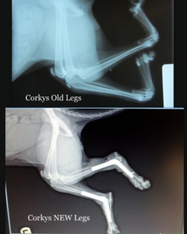 Cat Corky with Twisted Legs - Cradle Cat - X-Ray | Australian National Cat Magazine - Ozzi Cat