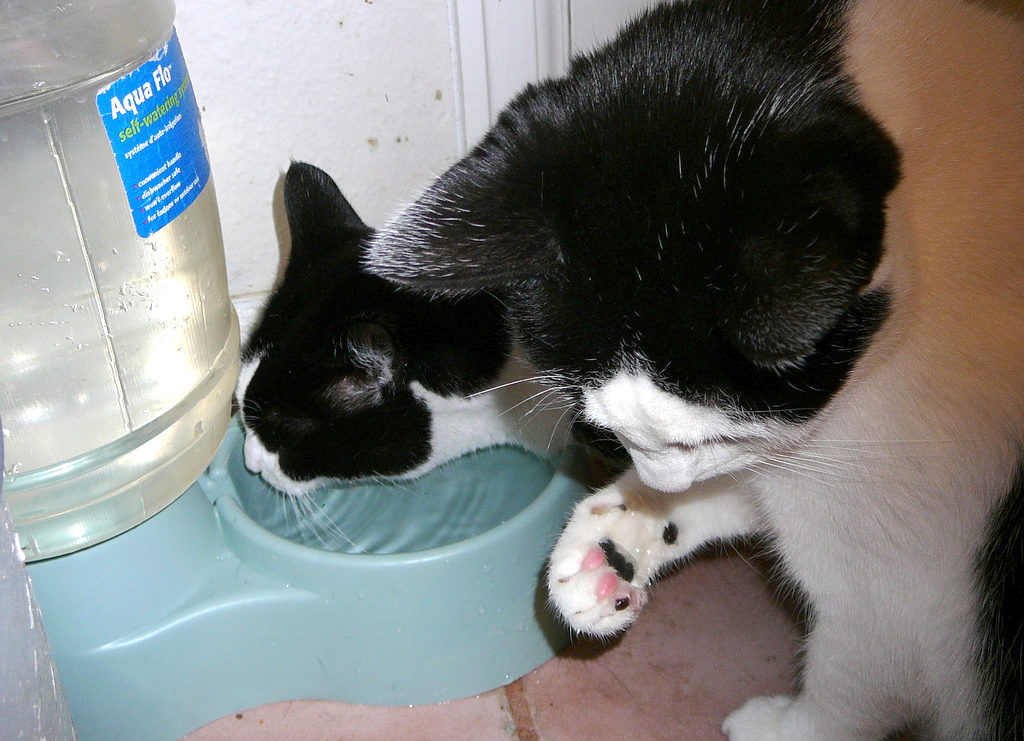 Black-and-White Cats Drinking from Water Fountain - Licking Paw