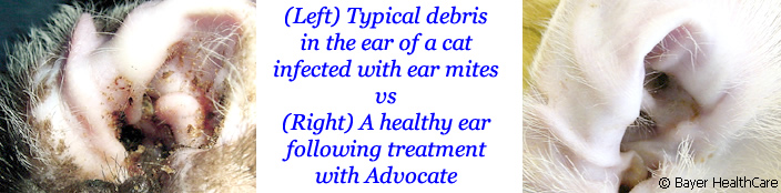 Cat's ear infected with ear mites, with dark brown wax VS Clean ear treated with Advocate