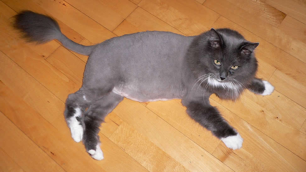 Cat grooming - Lion cut