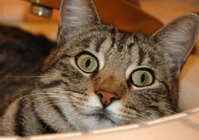 Cat in sink