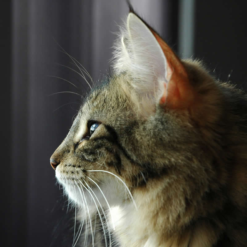 Cat looking through a window