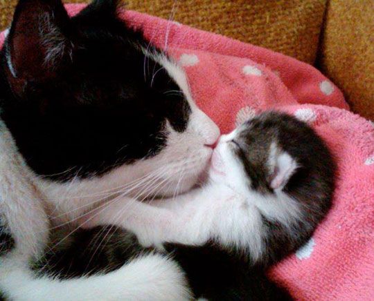 Cat Mum Kisses A Kitten