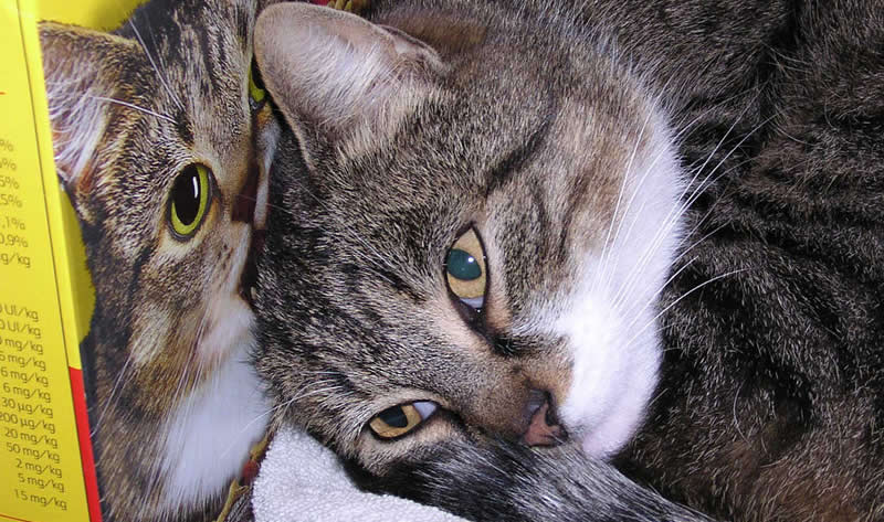 Cat naps near a cat food box