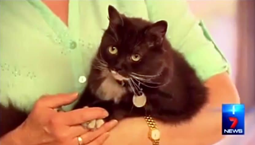 Cat Ooscar - stuck in car bonnet - travels in South Australia - Port Adelaide - Brahma Lodge