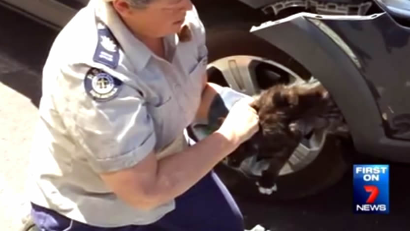 Cat Ooscar - stuck in car bonnet - travels in South Australia - Port Adelaide - Brahma Lodge