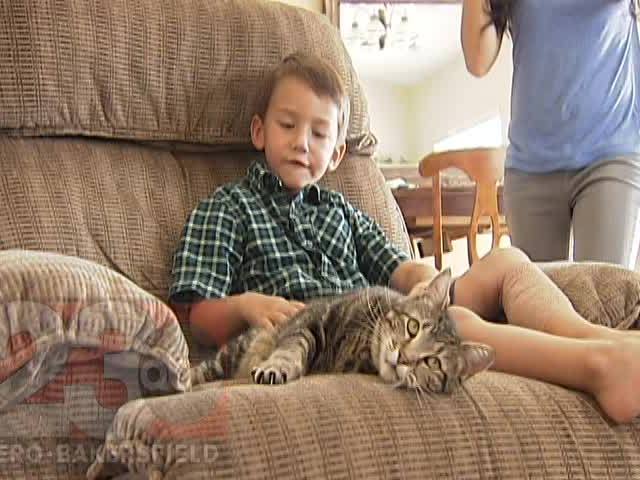 Hero Cat Tara Saves a Child from Aggressive Dog Attack