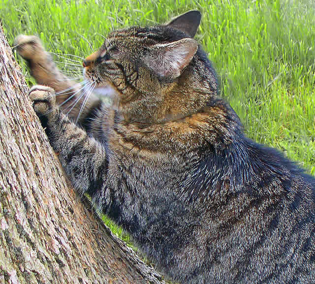 cat is scratching a tree